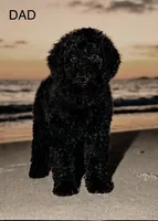 Poppy, a female Poodle - Miniature  and Miniature Bernedoodle for sale in Lilburn, GA – 7 of 7