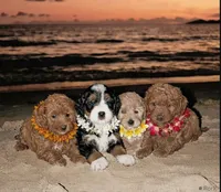 Christian, a male Poodle - Toy  and Miniature Bernedoodle for sale in Lilburn, GA – 4 of 7
