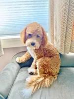 Meadow, a female Poodle - Toy  and Miniature Goldendoodle for sale in Lilburn, GA – 7 of 7