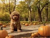 Kelsey (micro), a female Poodle - Toy  and Miniature Bernedoodle for sale in Lilburn, GA – 3 of 9