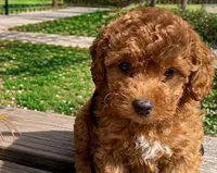Copper (micro), a male Poodle - Toy  and Miniature Bernedoodle for sale in Lilburn, GA – 7 of 9