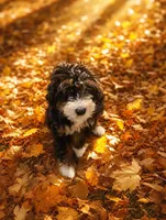 Penelope (micro), a female Poodle - Toy  and Bernedoodle for sale in Lilburn, GA – 7 of 9
