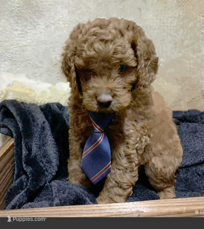Christian – Poodle - Toy , Miniature Bernedoodle puppy for sale in Lilburn, GA