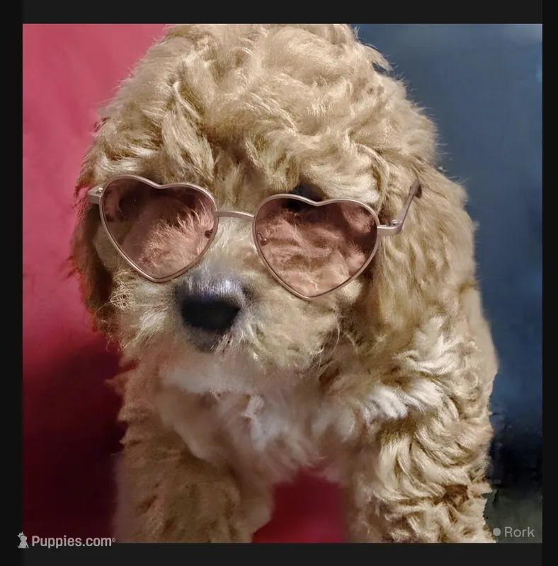 Alexandra – Poodle - Toy , Miniature Bernedoodle puppy for sale in Lilburn, GA