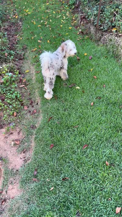 Poppy - reg serv dog, a female Poodle - Miniature  and Miniature Bernedoodle for sale in Lilburn, GA – 7 of 7