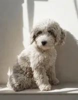 Poppy, a female Poodle - Miniature  and Miniature Bernedoodle for sale in Lilburn, GA – 2 of 7
