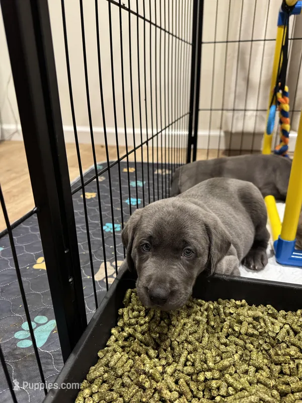 Rose – Labrador Retriever puppy for sale in St. Louis, MO
