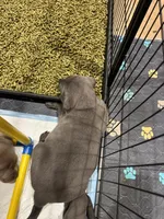 Rose, a female Labrador Retriever for sale in St. Louis, MO – Photo 2 of 3