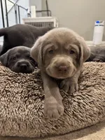 Greeno, a male Labrador Retriever for sale in St. Louis, MO – Photo 2 of 3