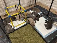 Greeno, a male Labrador Retriever for sale in St. Louis, MO – Photo 3 of 3