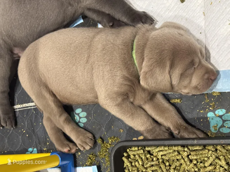 Greeno – Labrador Retriever puppy for sale in St. Louis, MO