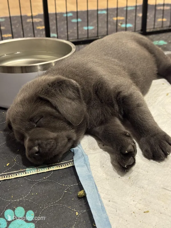 Teal – Labrador Retriever puppy for sale in St. Louis, MO