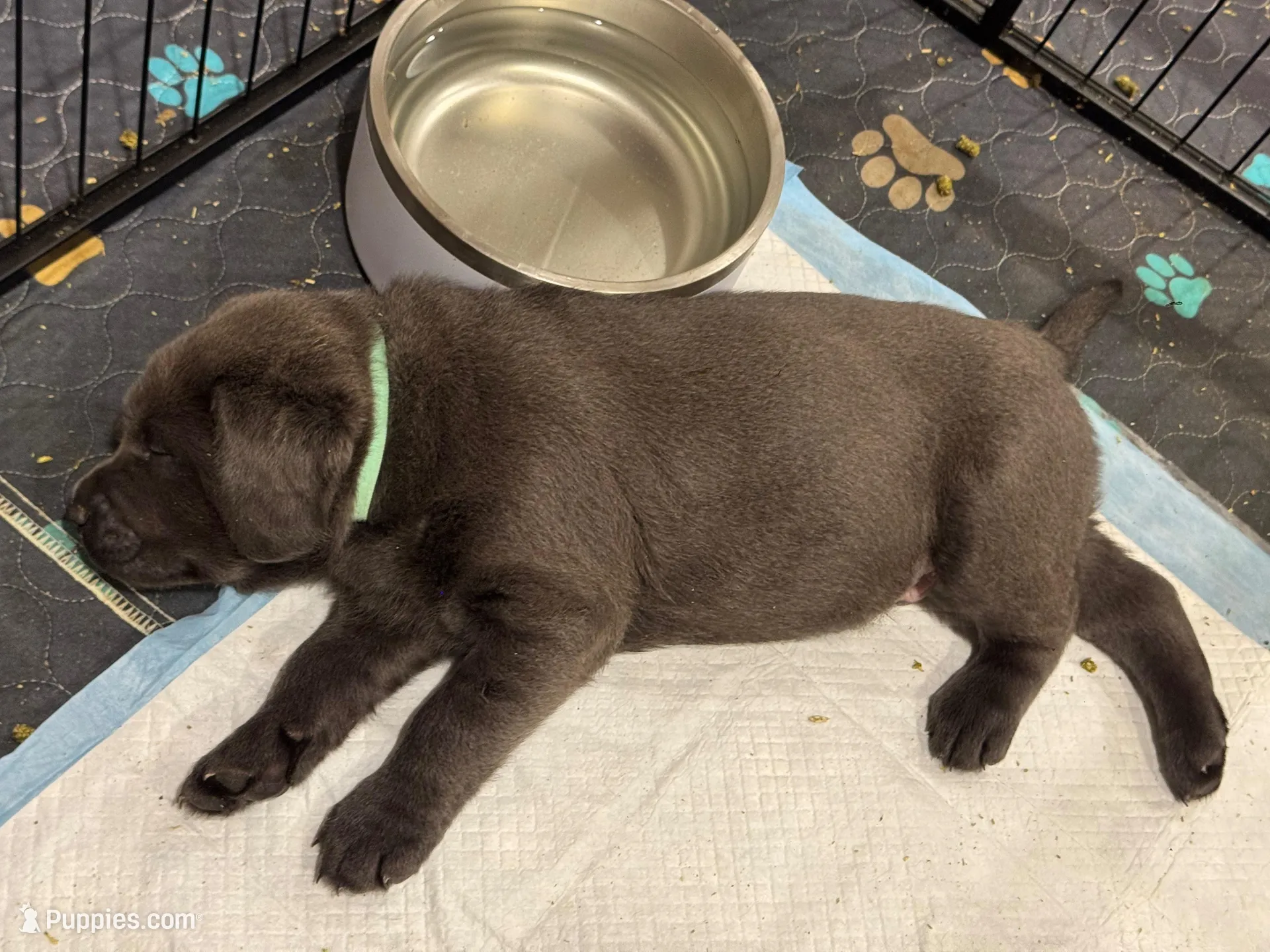 Teal, a female Labrador Retriever for sale in St. Louis, MO – Photo 2 of 3