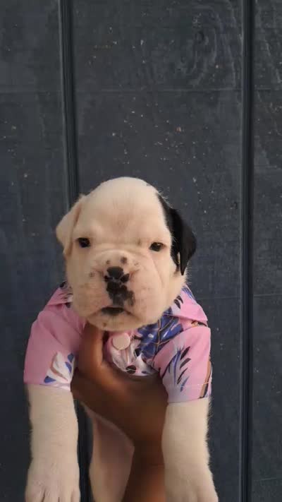 MR GREEN , a male Boxer for sale in DeLand, FL – 7 of 9