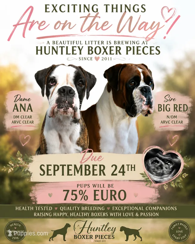 ANARED MIX – Boxer puppy for sale in DeLand, FL
