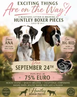 ANARED MIX, a  Boxer for sale in DeLand, FL – 1 of 1