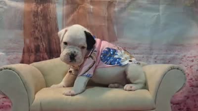 MR GREEN , a male Boxer for sale in DeLand, FL – 4 of 9
