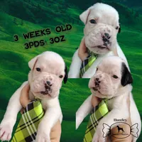 MR GREEN , a male Boxer for sale in DeLand, FL – 5 of 9