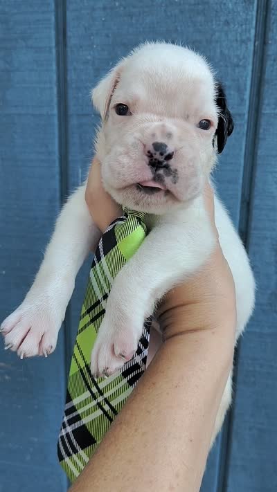 MR GREEN , a male Boxer for sale in DeLand, FL – 9 of 9