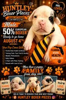 MR ORANGE , a male Boxer for sale in DeLand, FL – 4 of 7