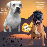 CharleeBUBBA MIX, a  Boxer for sale in DeLand, FL – 1 of 1