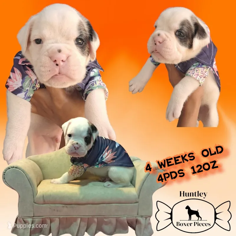 MR ORANGE  – Boxer puppy for sale in DeLand, FL