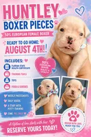 MS PINK, a female Boxer for sale in DeLand, FL – 2 of 6