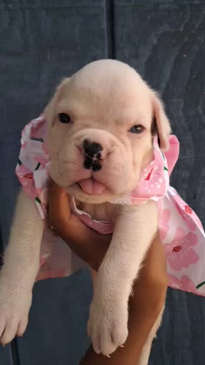MS PINK, a female Boxer for sale in DeLand, FL – 5 of 6