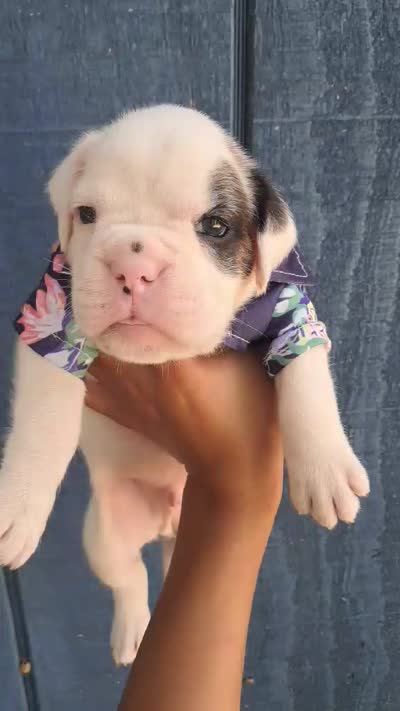 MR ORANGE , a male Boxer for sale in DeLand, FL – 6 of 7