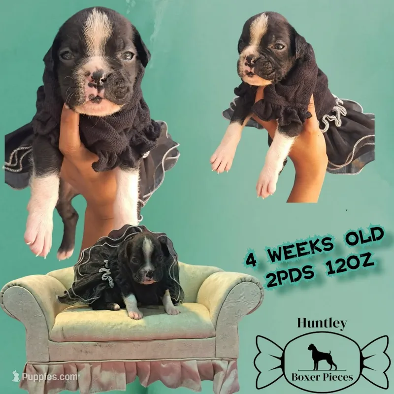MS GREEN – Boxer puppy for sale in DeLand, FL