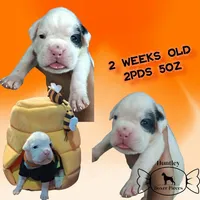 MR ORANGE , a male Boxer for sale in DeLand, FL – 3 of 7