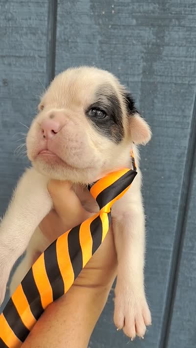 MR ORANGE , a male Boxer for sale in DeLand, FL – 7 of 7