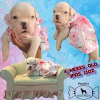 MS PINK, a female Boxer for sale in DeLand, FL – 4 of 6