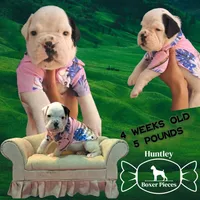 MR GREEN , a male Boxer for sale in DeLand, FL – 2 of 9
