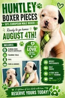 MR GREEN , a male Boxer for sale in DeLand, FL – 6 of 9