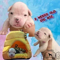 MS PINK, a female Boxer for sale in DeLand, FL – 1 of 6