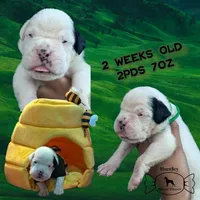 MR GREEN , a male Boxer for sale in DeLand, FL – 3 of 9