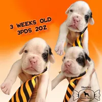 MR ORANGE , a male Boxer for sale in DeLand, FL – 2 of 7
