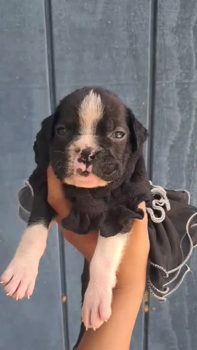 MS GREEN, a female Boxer for sale in DeLand, FL – 2 of 2