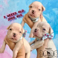 MS PINK, a female Boxer for sale in DeLand, FL – 3 of 6