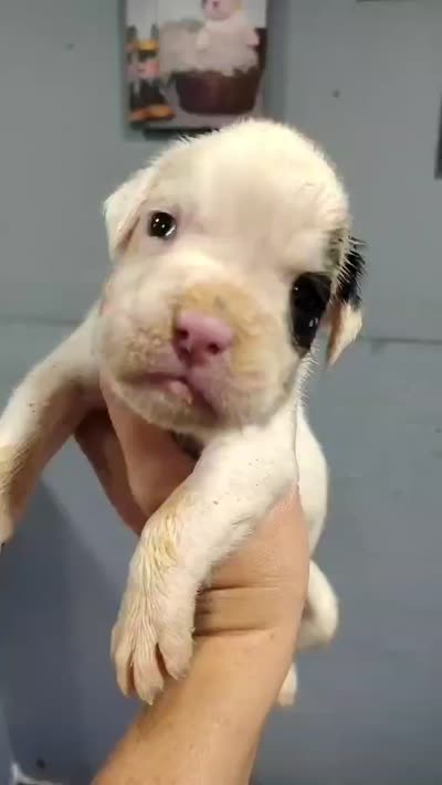 MR ORANGE , a male Boxer for sale in DeLand, FL – 5 of 7
