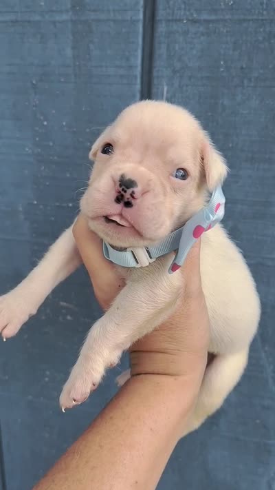 MS PINK, a female Boxer for sale in DeLand, FL – 6 of 6