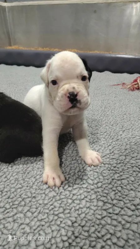 MR GREEN  – Boxer puppy for sale in DeLand, FL