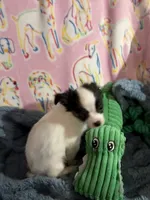 Roman, a male Chihuahua for sale in Inman, SC – 2 of 5