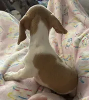 Mr.Lavender ( smallest of the two), a male Miniature Dachshund for sale in Inman, SC – 4 of 6