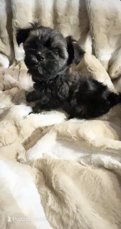 Chocolate Sable – Yorkshire Terrier puppy for sale in Inman, SC