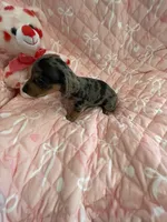 Little Blue Dapple Girl, a female Miniature Dachshund for sale in Inman, SC – Photo 6 of 6