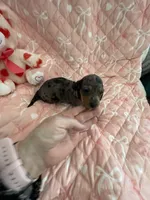 Little Blue Dapple Girl, a female Miniature Dachshund for sale in Inman, SC – Photo 4 of 6