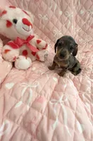 Little Blue Dapple Girl, a female Miniature Dachshund for sale in Inman, SC – Photo 3 of 6