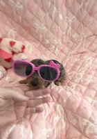 Little Blue Dapple Girl, a female Miniature Dachshund for sale in Inman, SC – Photo 2 of 6